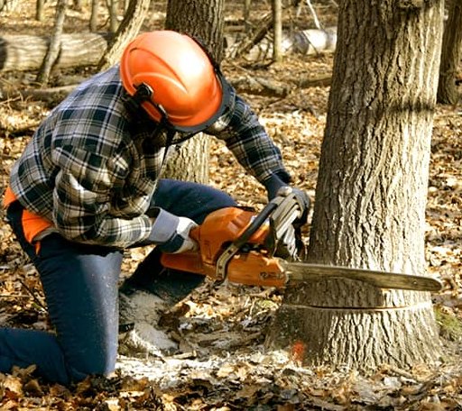 Tree Removal in Liverpool, IL